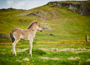 Icelandic foal on a field Icelandic foal on a field