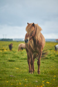 Icelandic horses standing on a field grasing Icelandic horses standing on a field grasing