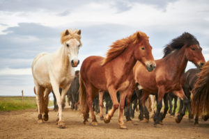 Icelandic horses running in a herd Icelandic horses running in a herd