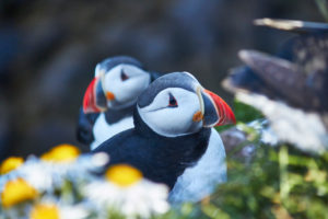 puffins in iceland on a cliff puffins in iceland on a cliff