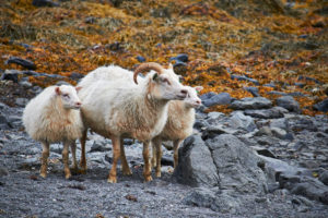sheep in icelands westfjords sheep in icelands westfjords