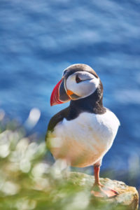 puffin in iceland on a cliff puffin in iceland on a cliff