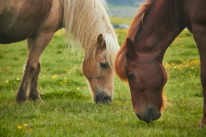 two Icelandic horses standing on a field grasing two Icelandic horses standing on a field grasing