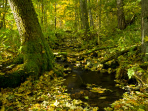 Deutschland, Bayern, Naturpark Bayrische Rhön, UNESCO-Biosphärenreservat, Naturschutzgebiet Lange Rhön, sich drehendes Herbstlaub in einem Bach am Ilmenberg Deutschland, Bayern, Naturpark Bayrische Rhön, UNESCO-Biosphärenreservat, Naturschutzgebiet Lange Rhön, sich drehendes Herbstlaub in einem Bach am Ilmenberg