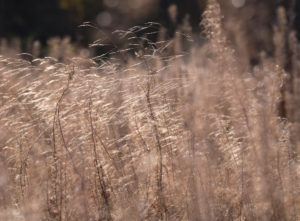Deutschland, Bayern, Naturpark Bayrische Rhön, UNESCO-Biosphärenreservat, Naturschutzgebiet Lange Rhön, Samenstände des Weidenröschens (Feuerkraut) Deutschland, Bayern, Naturpark Bayrische Rhön, UNESCO-Biosphärenreservat, Naturschutzgebiet Lange Rhön, Samenstände des Weidenröschens (Feuerkraut)