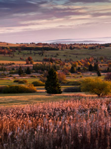 Deutschland, Bayern, Naturpark Bayrische Rhön, UNESCO-Biosphärenreservat, Naturschutzgebiet Lange Rhön, Morgenstimmung, Samenstände des Feuerkrauts, Deutschland, Bayern, Naturpark Bayrische Rhön, UNESCO-Biosphärenreservat, Naturschutzgebiet Lange Rhön, Morgenstimmung, Samenstände des Feuerkrauts,