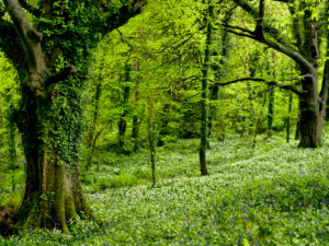 Irland, County Wexford, alte Buchen mit Efeuranken zwischen blühendem Bärlauch im Küstenurwald der Hook Halbinsel, Buchenwald Irland, County Wexford, alte Buchen mit Efeuranken zwischen blühendem Bärlauch im Küstenurwald der Hook Halbinsel, Buchenwald