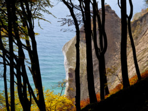 Europa, Deutschland, Mecklenburg-Vorpommern, Insel Rügen, Nationalpark Jasmund, UNESCO-Weltnaturerbe Europäische Buchenwälder, herbstbunte Rotbuchen an der Steilküste am Wissower Klinken Europa, Deutschland, Mecklenburg-Vorpommern, Insel Rügen, Nationalpark Jasmund, UNESCO-Weltnaturerbe Europäische Buchenwälder, herbstbunte Rotbuchen an der Steilküste am Wissower Klinken
