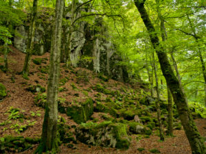 Europa, Schweden, Skane, Nationalpark Söderasen, Schluchtwald im Sprickdal Europa, Schweden, Skane, Nationalpark Söderasen, Schluchtwald im Sprickdal