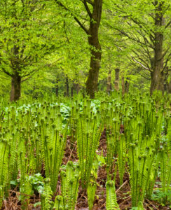 Europe, Germany, Hesse, Marburg, botanical garden of the Philipps University, spring forest Europe, Germany, Hesse, Marburg, botanical garden of the Philipps University, spring forest