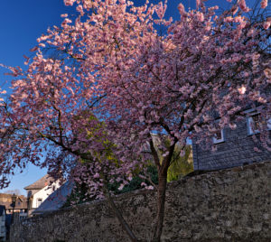 Europe, Germany, Hesse, Lahn-Dill-Kreis, Lahn-Dill-Bergland, Wetzlar, old city wall with blooming almond tree at the Avignon facility Europe, Germany, Hesse, Lahn-Dill-Kreis, Lahn-Dill-Bergland, Wetzlar, old city wall with blooming almond tree at the Avignon facility