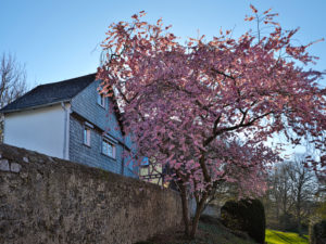 Europe, Germany, Hesse, Lahn-Dill-Kreis, Lahn-Dill-Bergland, Wetzlar, old city wall with blooming almond tree at the Avignon facility Europe, Germany, Hesse, Lahn-Dill-Kreis, Lahn-Dill-Bergland, Wetzlar, old city wall with blooming almond tree at the Avignon facility