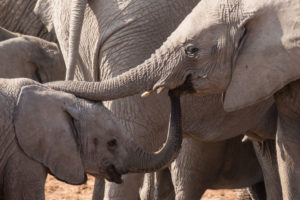 Two young elephants touching each other's trunk Two young elephants touching each other's trunk