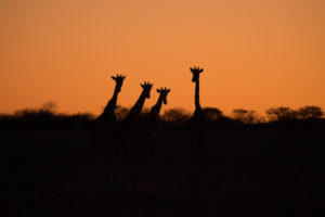 4 giraffes after sunset as a silhouette 4 giraffes after sunset as a silhouette