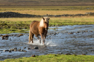 Iceland, brown Icelandic horse running through the river