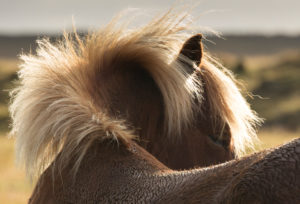 Iceland, Brown Icelandic Horse,
