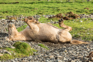 Iceland, brown Icelandic horse rolling on the ground