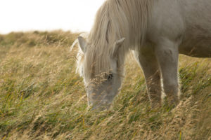 Icelandic horse, white, grazing, back light,