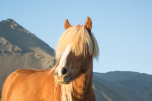 Iceland, brown Icelandic horse, in front of mountain, blond, ears up