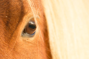 Iceland, eye of an Icelandic horse, close-up