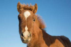 Iceland, Icelandic horse foal, brown, cheeky, curious, against blue sky