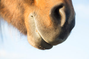 Iceland, brown Icelandic horse, detail, mouth and nostrils