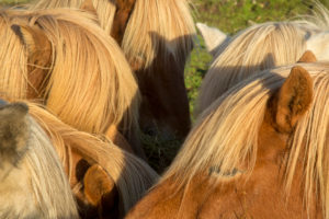 Iceland, six brown Icelandic horses huddling