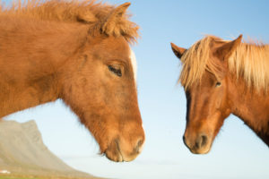 Iceland, brown Icelandic horses, mother and foal looking into the camera from the side, mountain in the background