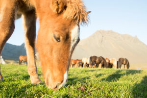 Iceland, brown Icelandic horse foal, close-up, with herd and mountains in the background Iceland, brown Icelandic horse foal, close-up, with herd and mountains in the background