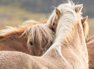 Iceland, two wet Icelandic horses, one horse looking into the camera