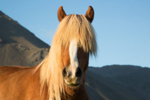 Iceland, brown Icelandic horse, in front of mountain, blond, ears up
