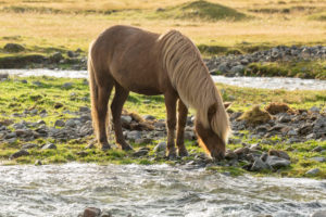 Iceland, brown Icelandic horse standing by the river