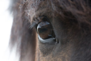 Iceland, Icelandic horse, big horse eye, dark, unfathomable, long eyelashes