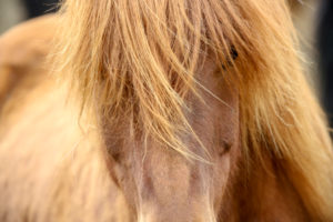 Iceland, brown Icelandic horse, close-up from the front