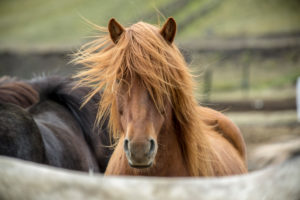 Iceland, brown Icelandic horse, from the front, mane blowing in the wind