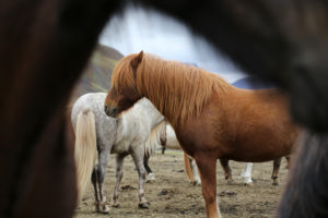 Iceland, Brown Icelandic Horse,