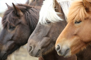 Iceland, three Icelandic horses in a row, different colors