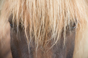 Iceland, brown Icelandic horse, close-up from the front, bright mane