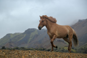 Iceland, brown Icelandic horse, in front of mountain, running,