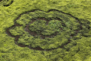 Iceland, heart shaped Iceland moss Iceland, heart shaped Iceland moss