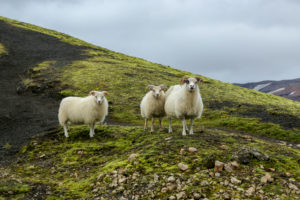 Iceland, three sheep looking curiously into the camera, mother with two big lambs, lava sand and moss Iceland, three sheep looking curiously into the camera, mother with two big lambs, lava sand and moss