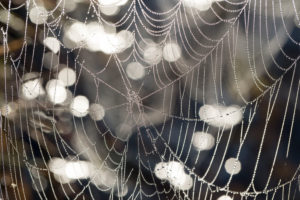 cobweb with dewdrop, close up cobweb with dewdrop, close up