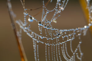 cobweb with dewdrop, close up cobweb with dewdrop, close up