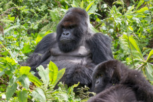 Berggorilla, Männchen und Jungtier, Gorilla beringei beringei, Pablo-Gruppe, Ruanda, Arika Berggorilla, Männchen und Jungtier, Gorilla beringei beringei, Pablo-Gruppe, Ruanda, Arika