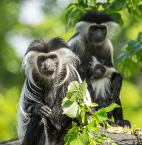 Angola-Stummelaffen Familie, Angola-Guereza, Colobus angolensis Angola-Stummelaffen Familie, Angola-Guereza, Colobus angolensis