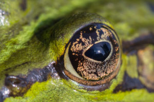 Eye of a pond frog, swimming in the water, close up, Pelophylax esculentus Eye of a pond frog, swimming in the water, close up, Pelophylax esculentus