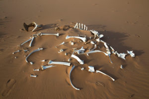 Camel skeleton in the desert sands, Erg Chebbi, Morocco Camel skeleton in the desert sands, Erg Chebbi, Morocco