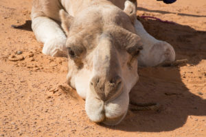 Dromedary from the front, head lies in the sand, close up, Erg Chebbi, Morocco Dromedary from the front, head lies in the sand, close up, Erg Chebbi, Morocco