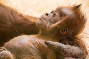 Orang Utan Baby im Arm der Mutter, close-up Orang Utan Baby im Arm der Mutter, close-up