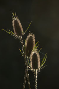 Foetus state of the wild teasel in the back light, close up Foetus state of the wild teasel in the back light, close up